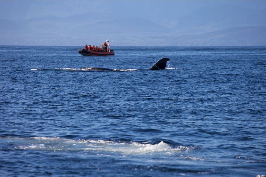 Whale watching in California