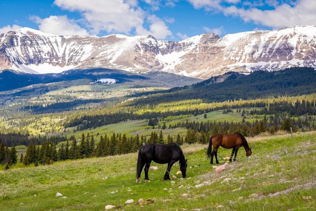 Wild horses grazing in a meadow in Glacier National Park