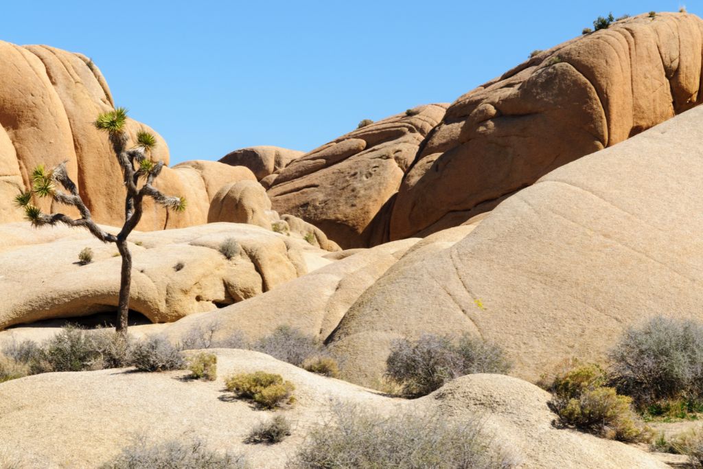 Joshua Tree National Park is one of the best places for an elopement.