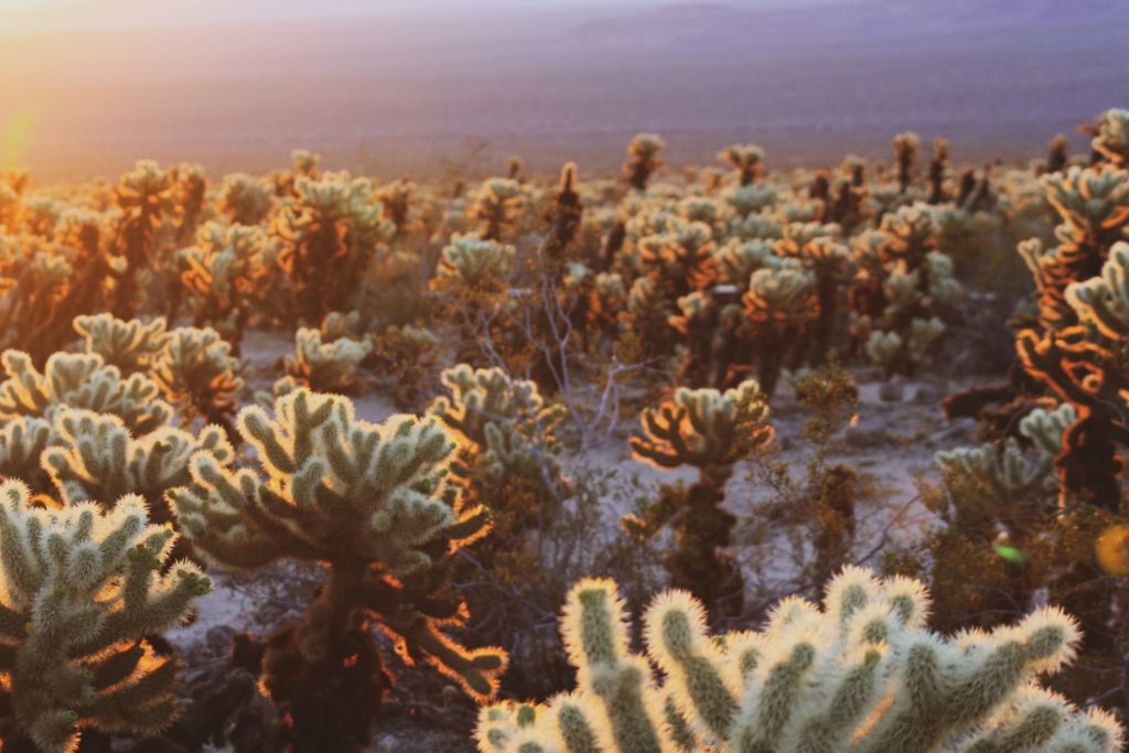 The sun glowing off the plants of Joshua Tree National Park.