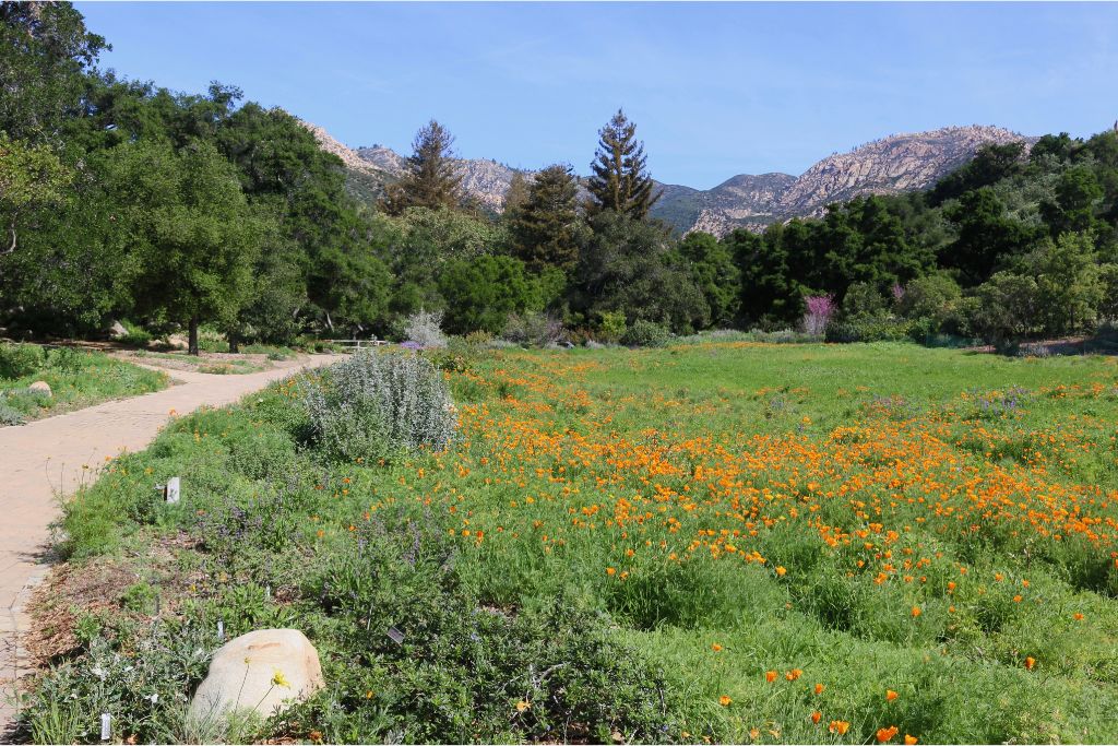 Plan your elopement ceremony at Santa Barbara's beautiful Botanic Gardens