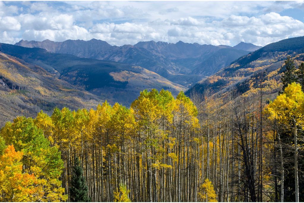 The golden aspens are the perfect backdrop for your Vail elopement during fall