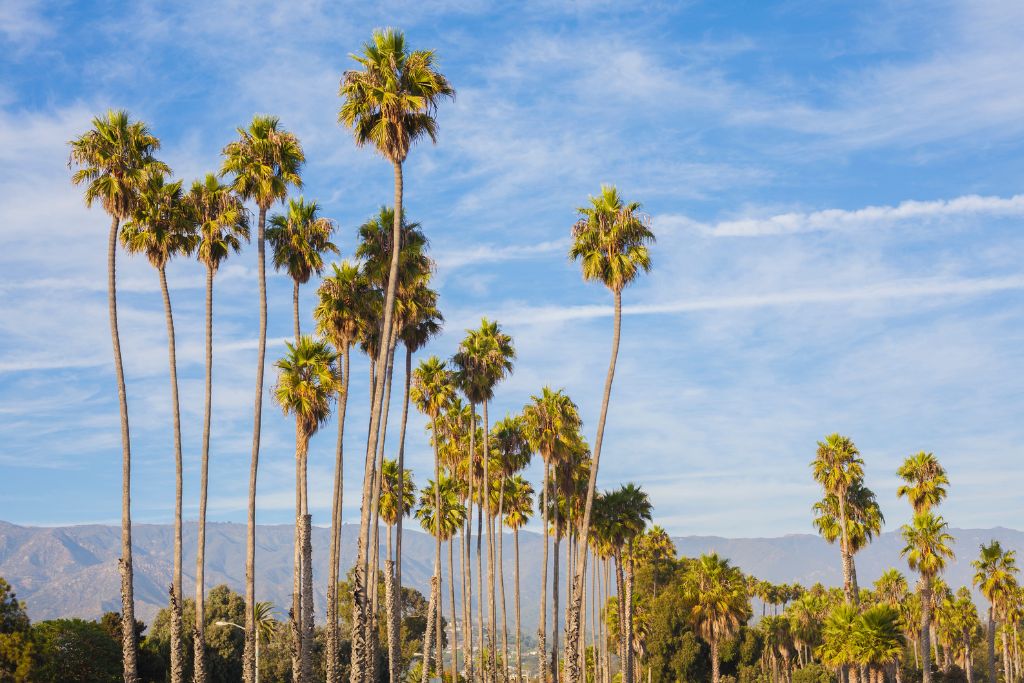 Palm trees lining the coastline are evidence of Santa Barbara's moderate climate 