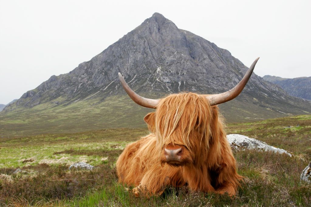 You'll be sure to see some Highland Cows on your Scotland elopement 
