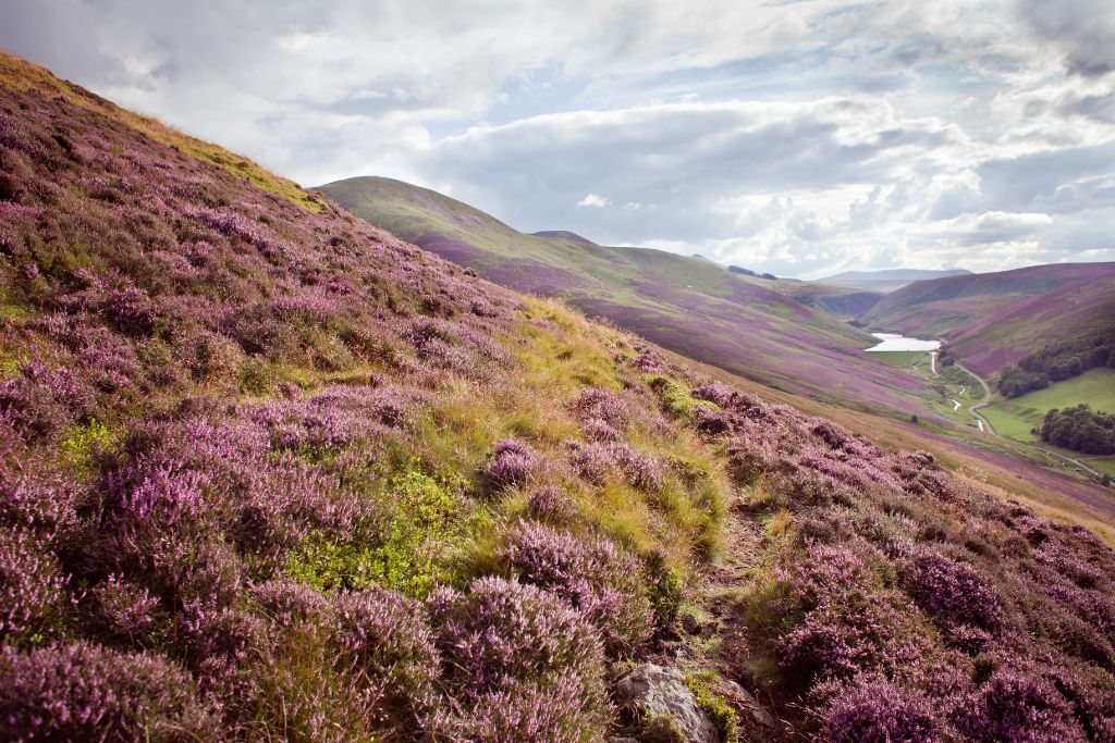 The blankets of purple heather are a great backdrop for your Scotland elopement ceremony 