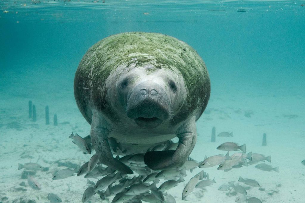 Swim with the manatees during your Florida elopement 