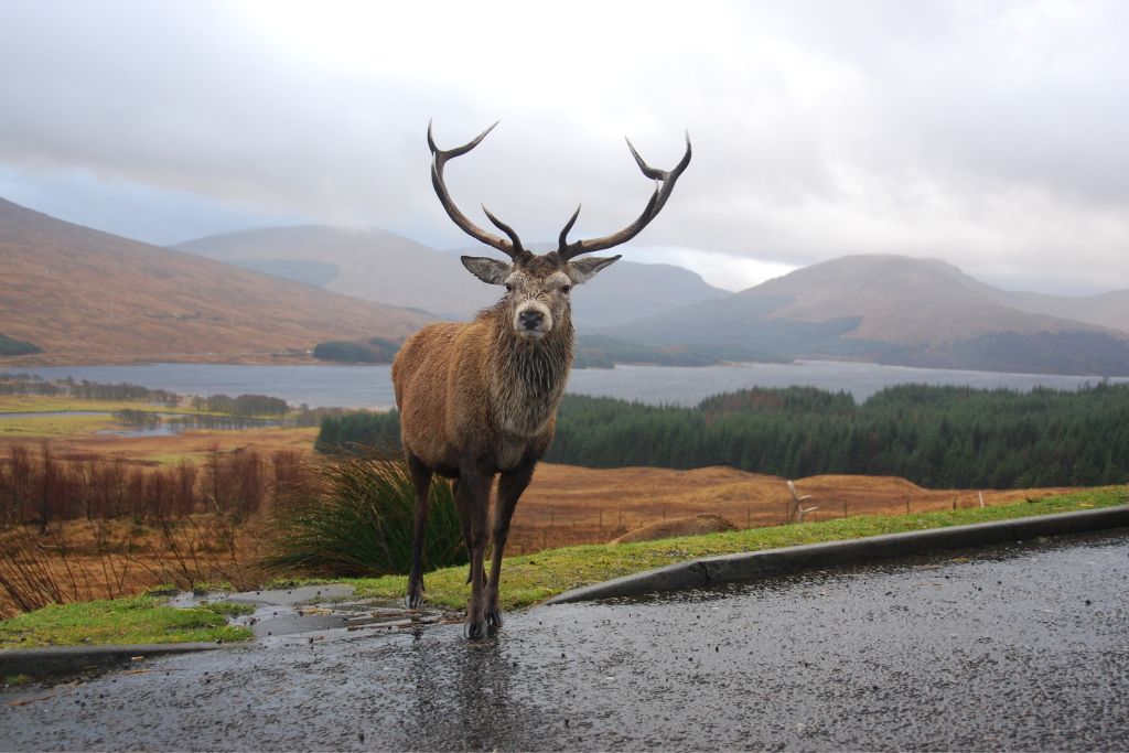 Deer standing by wild rivers in Scotland